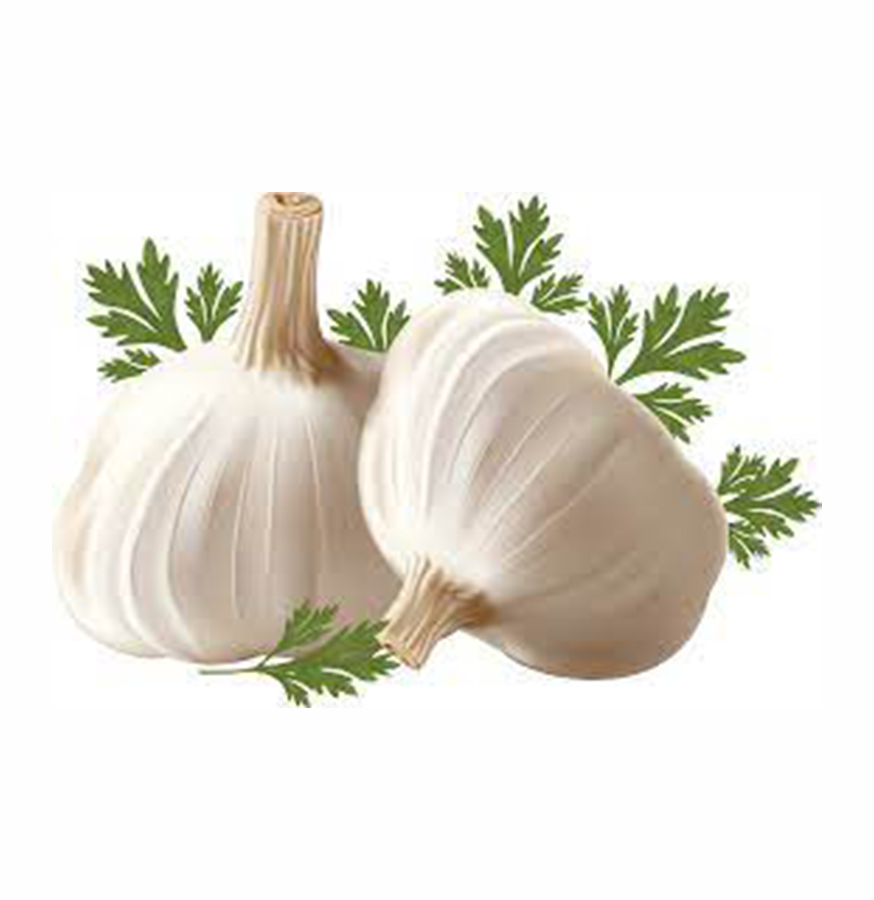 Garlic